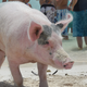 Image for article titled Pig Beach Is Dead